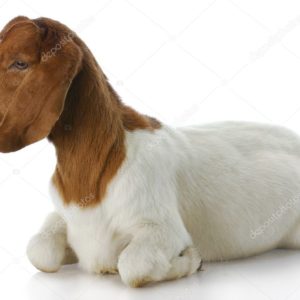 Boer Goat